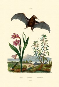 Gladiolus
